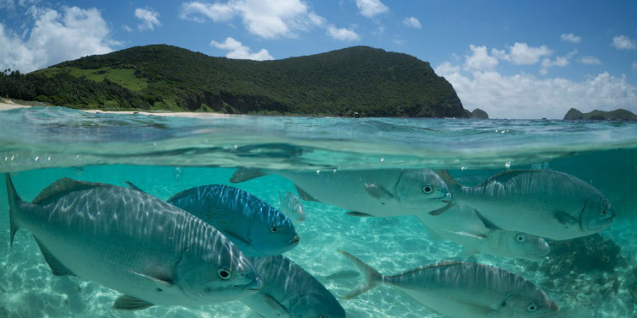 arajilla_landscapes_fish_neds_beach_1024x665-1024x665